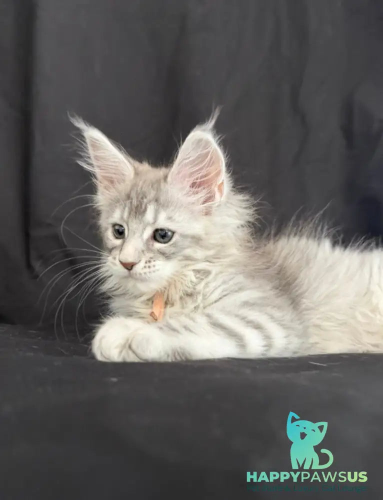Zarqa Maine Coon female blue silver tabby - live animals