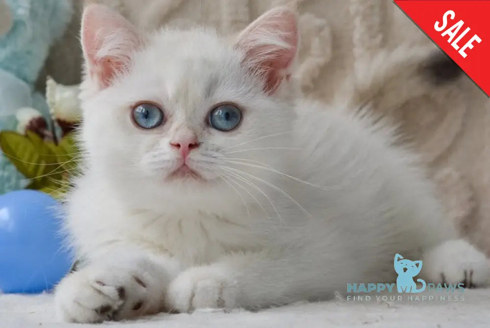 Zaya British Shorthair female black golden chinchilla pointed live animals