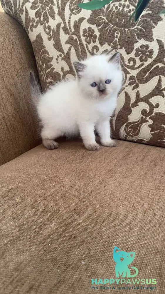 Zaya British Shorthair female chocolate pointed - live animals