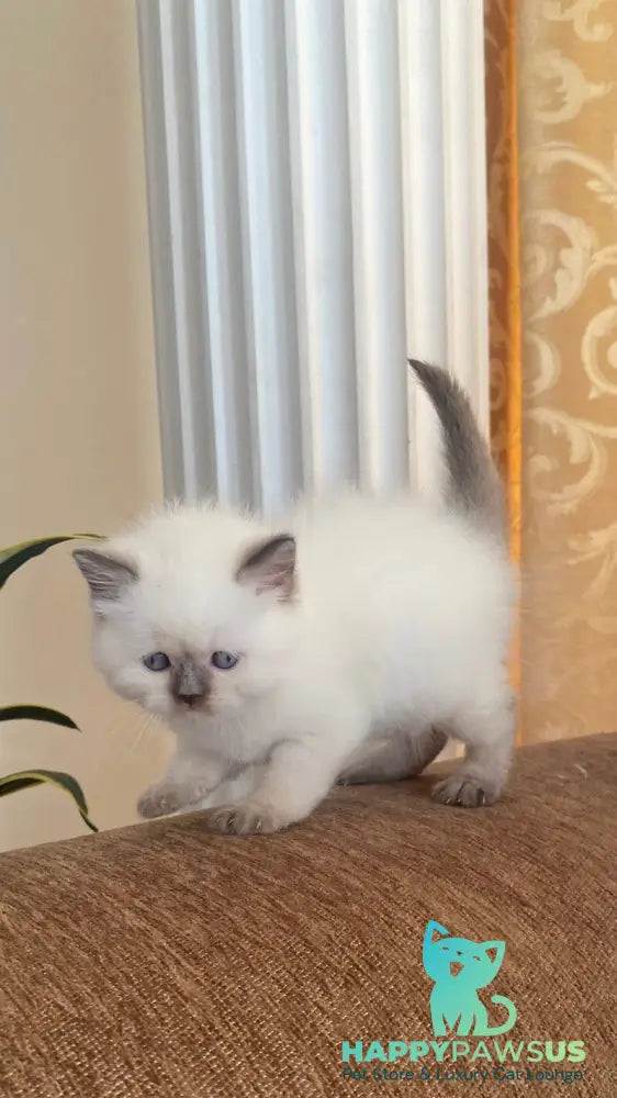 Zaya British Shorthair female chocolate pointed - live animals