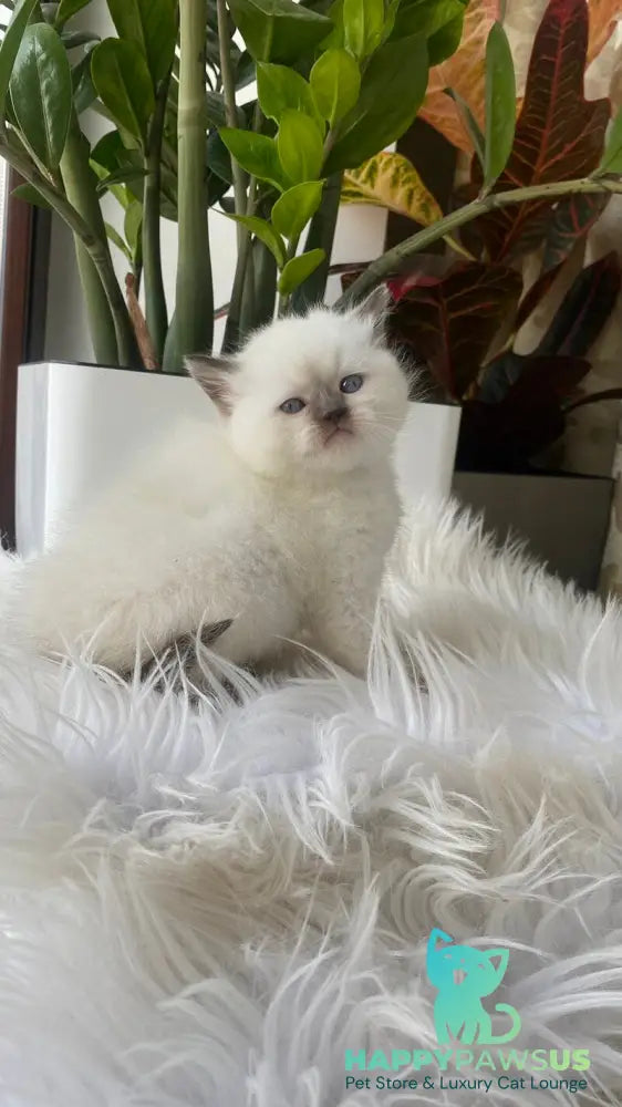Zaya British Shorthair female chocolate pointed - live animals