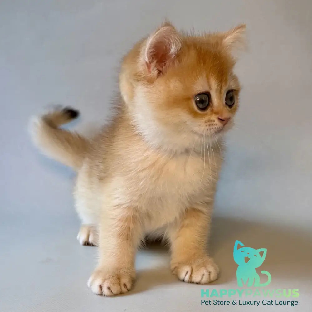 Zazu British Shorthair male black golden chinchilla - live animals