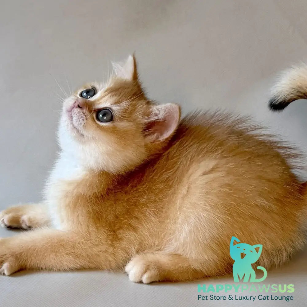 Zazu British Shorthair male black golden chinchilla - live animals
