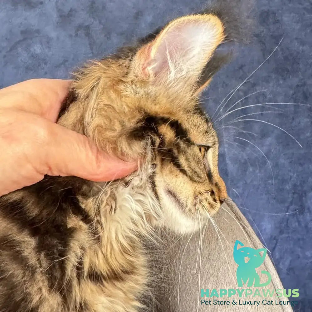 Zebr Maine Coon male black tabby - live animals
