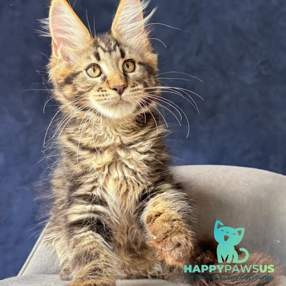 Zebr Maine Coon male black tabby - live animals