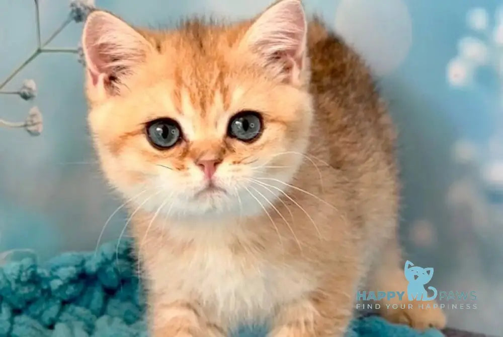 Zedan British Shorthair male black silver shaded live animals