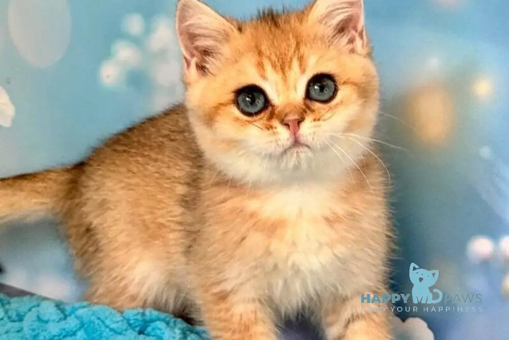 Zedan British Shorthair male black silver shaded live animals