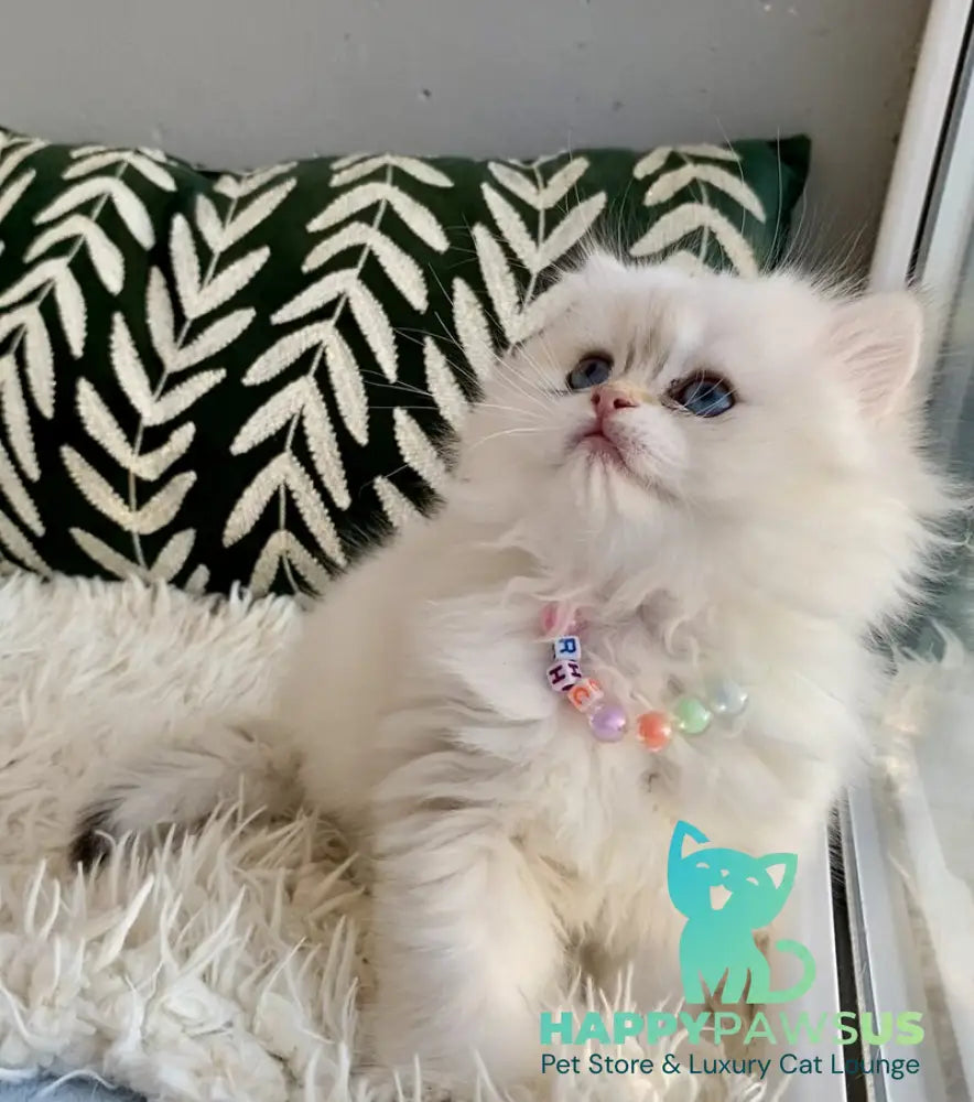 Zefir British Longhair male black golden shaded pointed - live animals