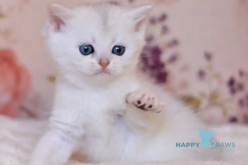 Zefir British Shorthair male black silver shaded live animals