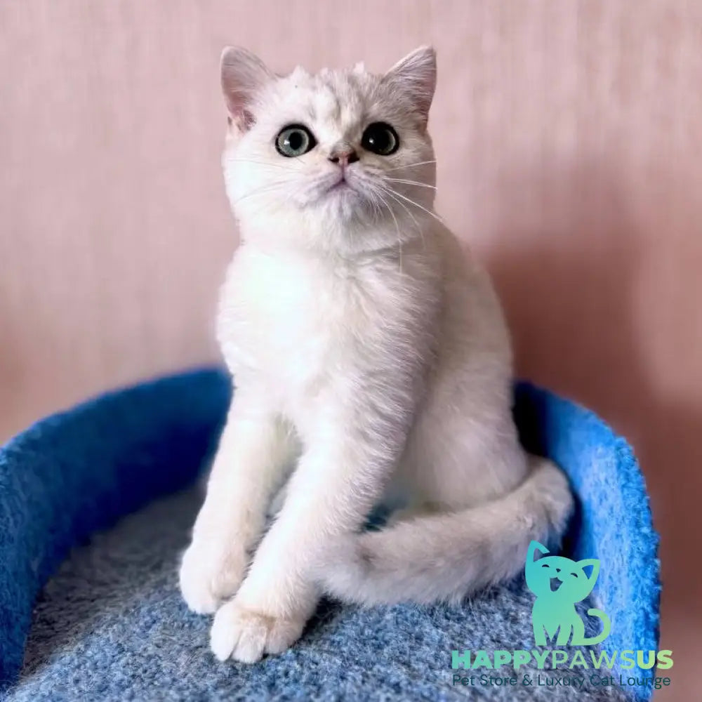 Zefir British Shorthair male black silver shaded - live animals
