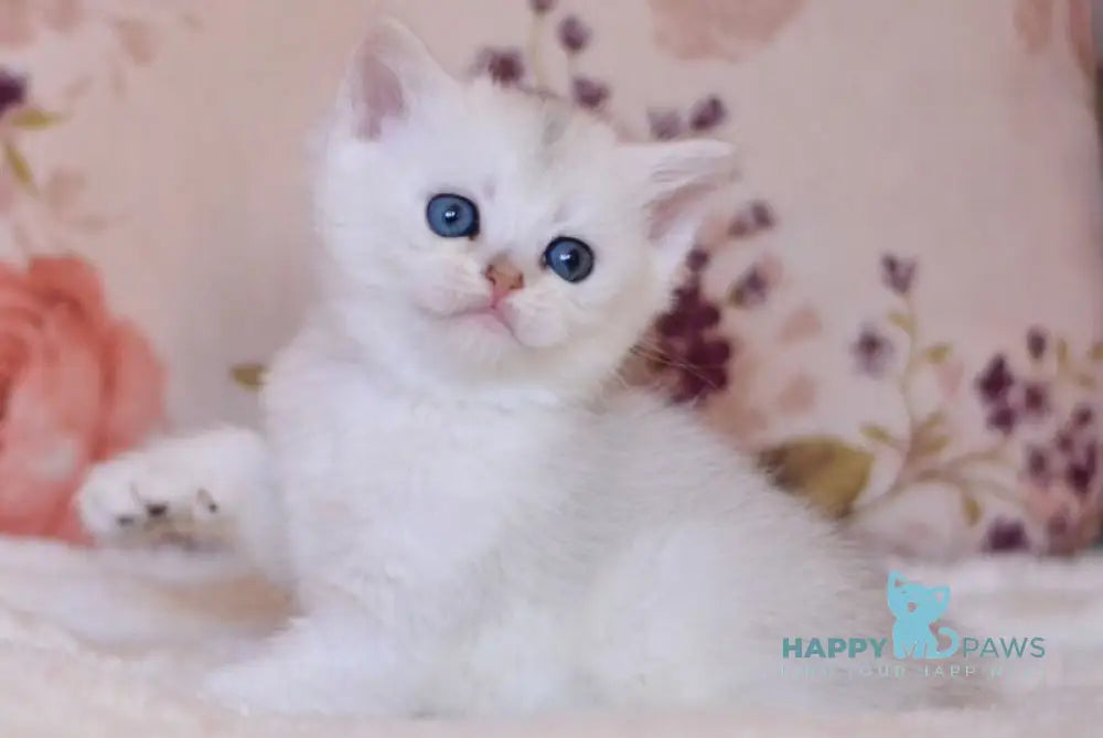 Zefir British Shorthair male black silver shaded live animals