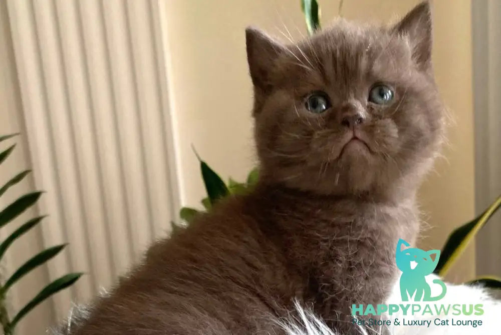 Zefir British Shorthair male chocolate - live animals