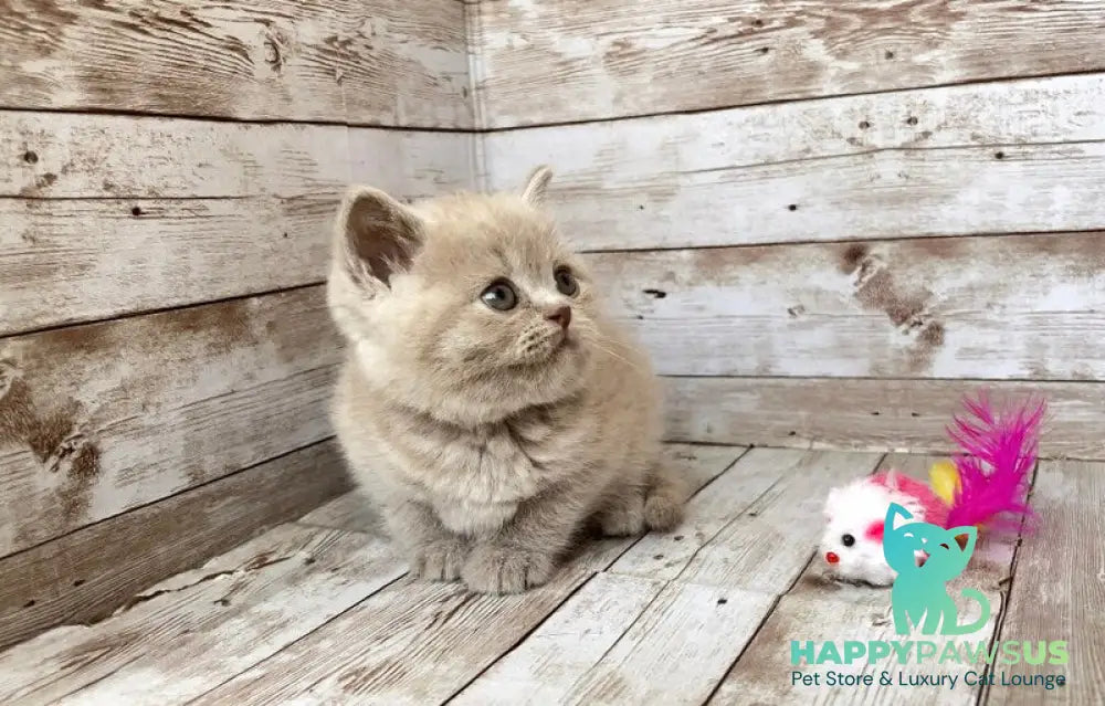 Zefir British Shorthair male lilac - live animals