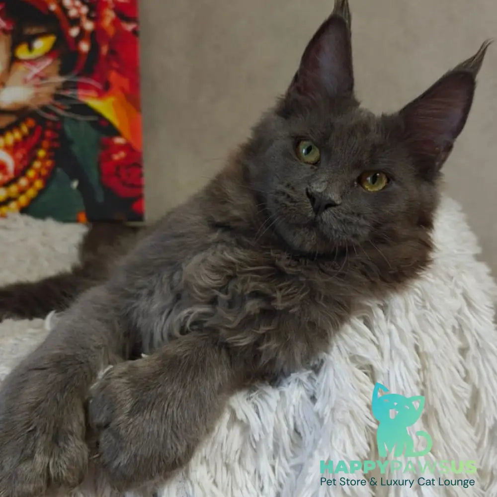 Zefir Maine Coon polydactyl 6x6x6x6 male blue - live animals