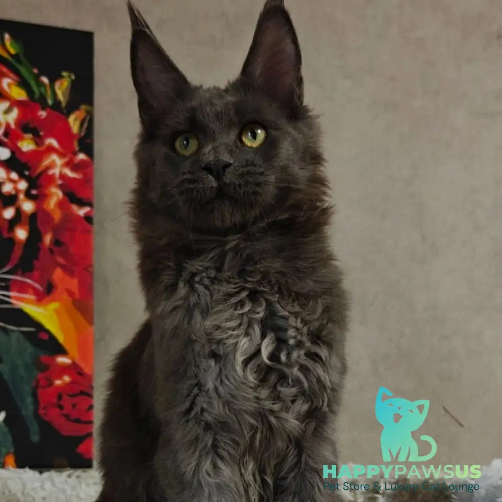Zefir Maine Coon polydactyl 6x6x6x6 male blue - live animals