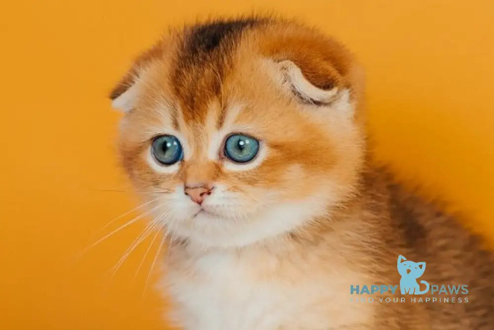 Zefir Scottish Fold female black golden ticked tabby live animals