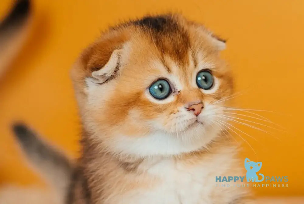 Zefir Scottish Fold female black golden ticked tabby live animals