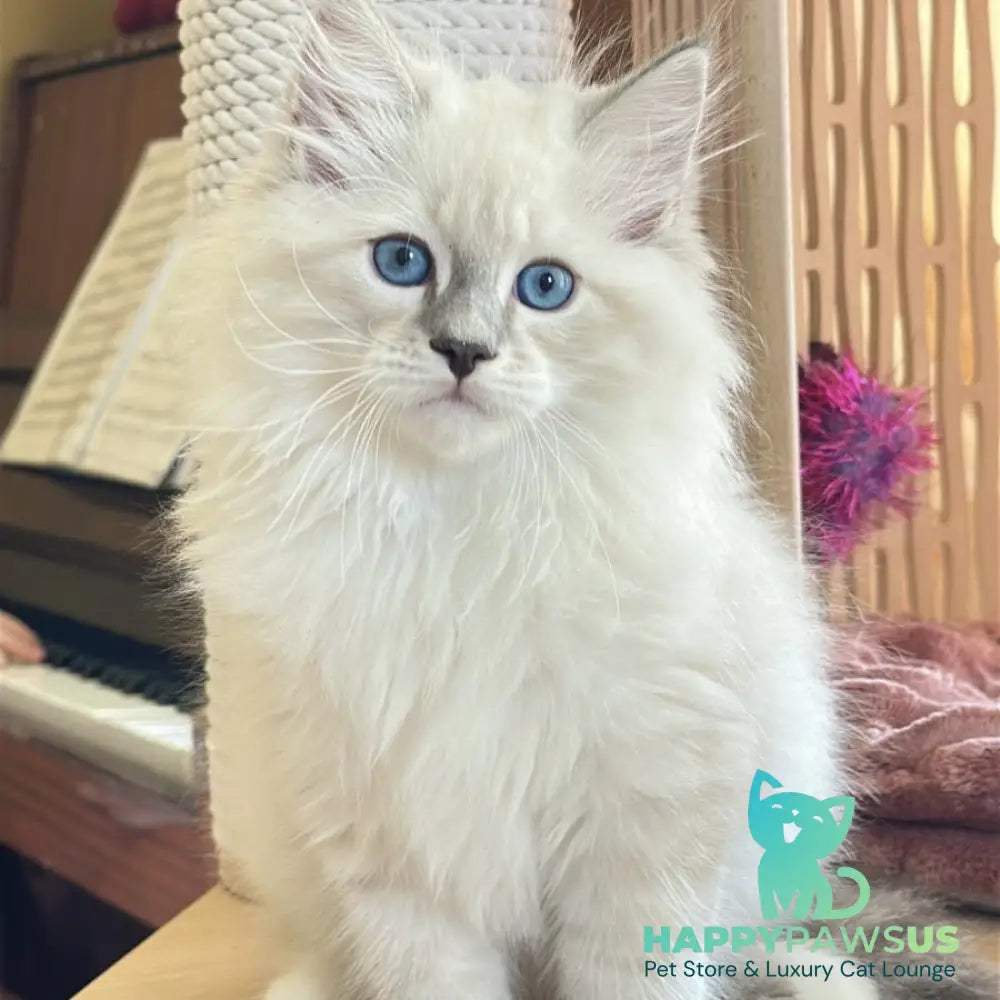 Zefir Siberian male blue tabby pointed bicolour - live animals