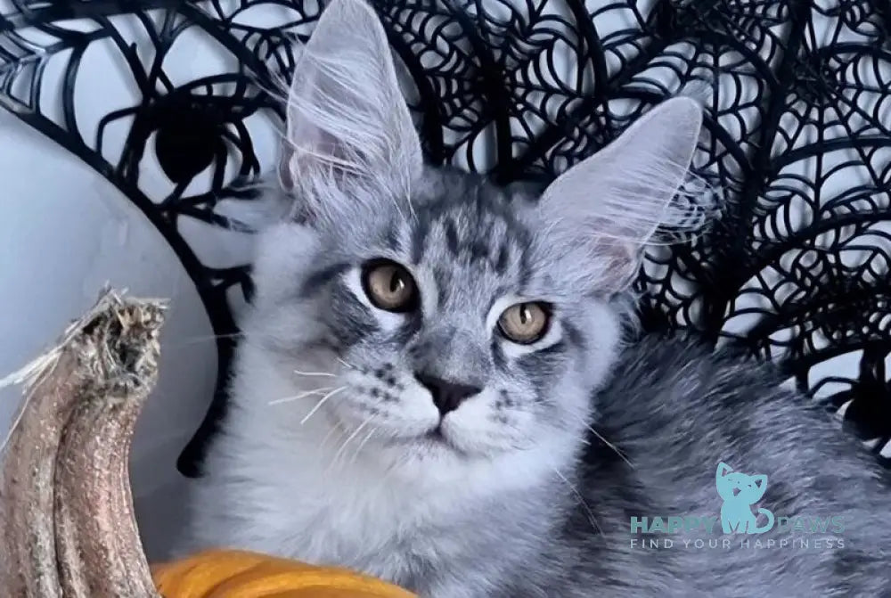 Zelan Maine Coon male black silver spotted tabby live animals