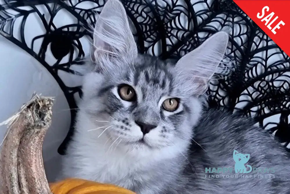 Zelan Maine Coon male black silver spotted tabby live animals