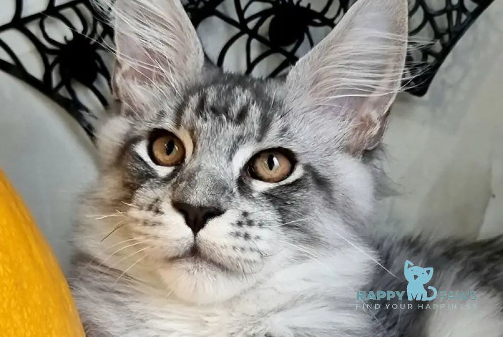 Zelan Maine Coon male black silver spotted tabby live animals
