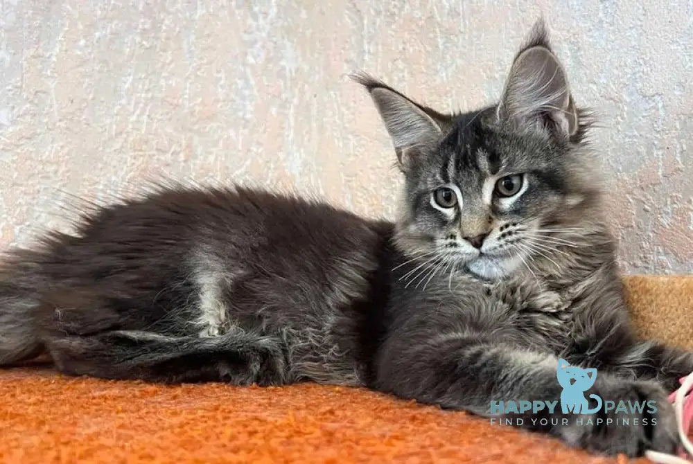 Zelda Maine Coon female black ticked tabby live animals