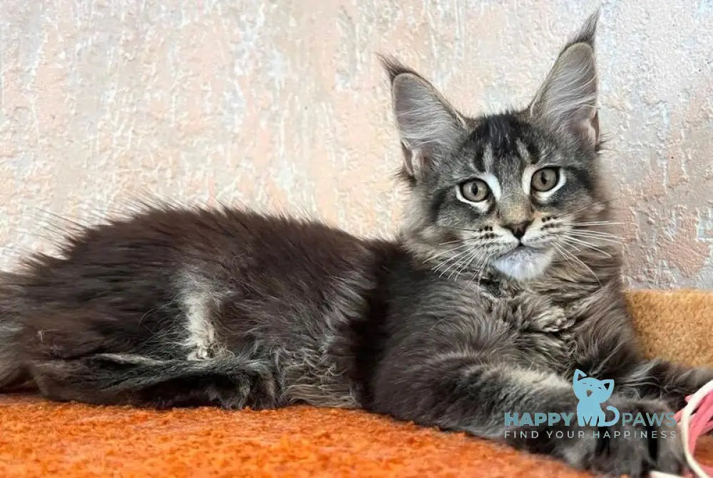 Zelda Maine Coon female black ticked tabby live animals