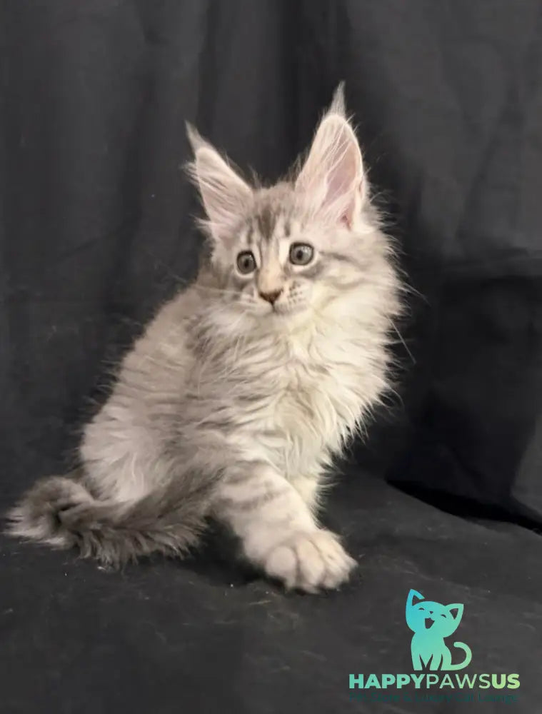Zelda Maine Coon female blue silver tabby - live animals