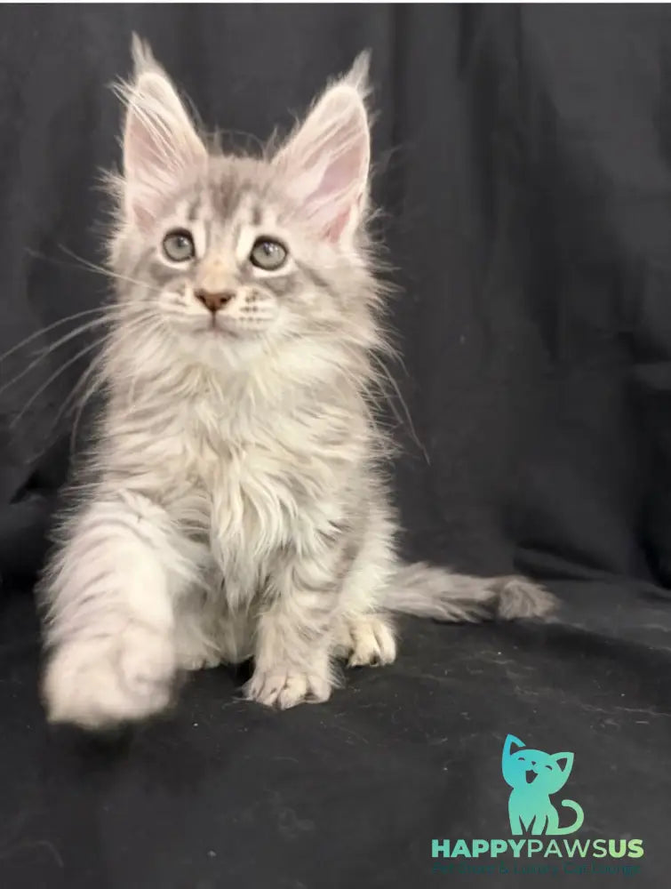 Zelda Maine Coon female blue silver tabby - live animals