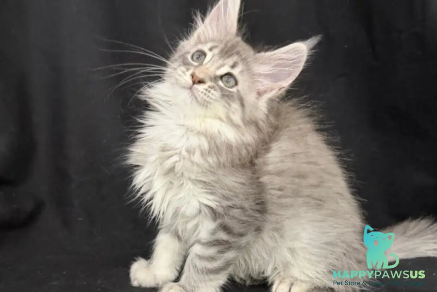 Zelda Maine Coon female blue silver tabby - live animals