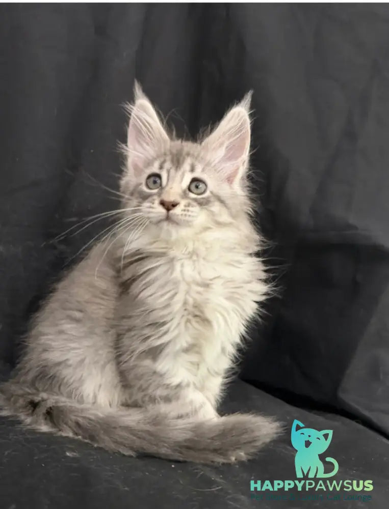 Zelda Maine Coon female blue silver tabby - live animals