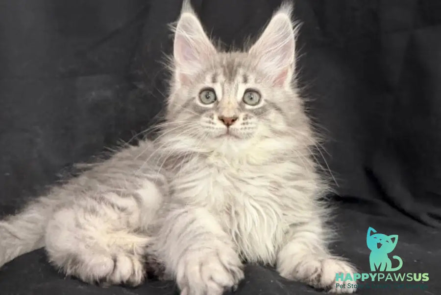 Zelda Maine Coon female blue silver tabby - live animals