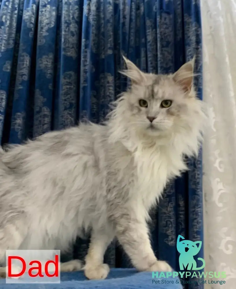 Zelda Maine Coon female blue silver tabby - live animals