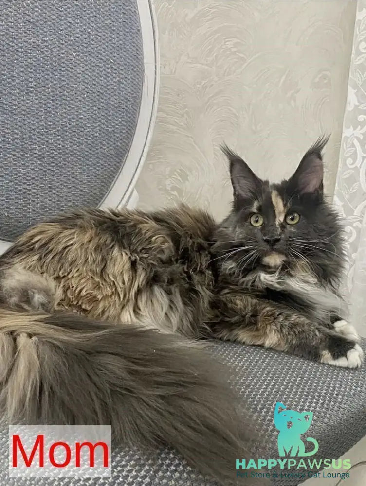 Zelda Maine Coon female blue silver tabby - live animals