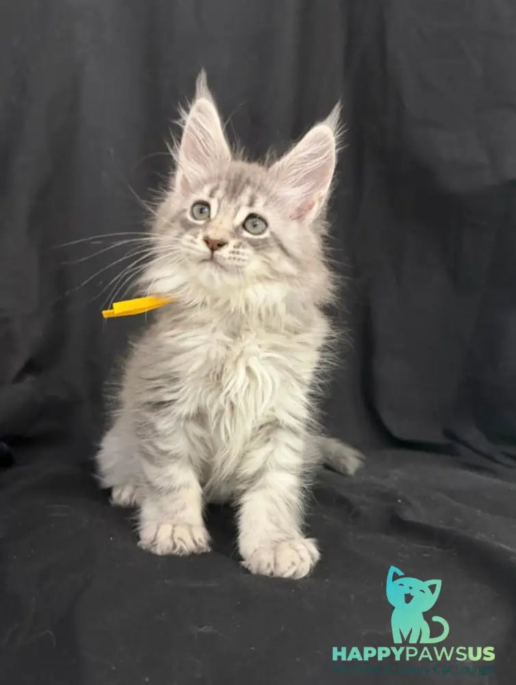 Zelda Maine Coon female blue silver tabby - live animals