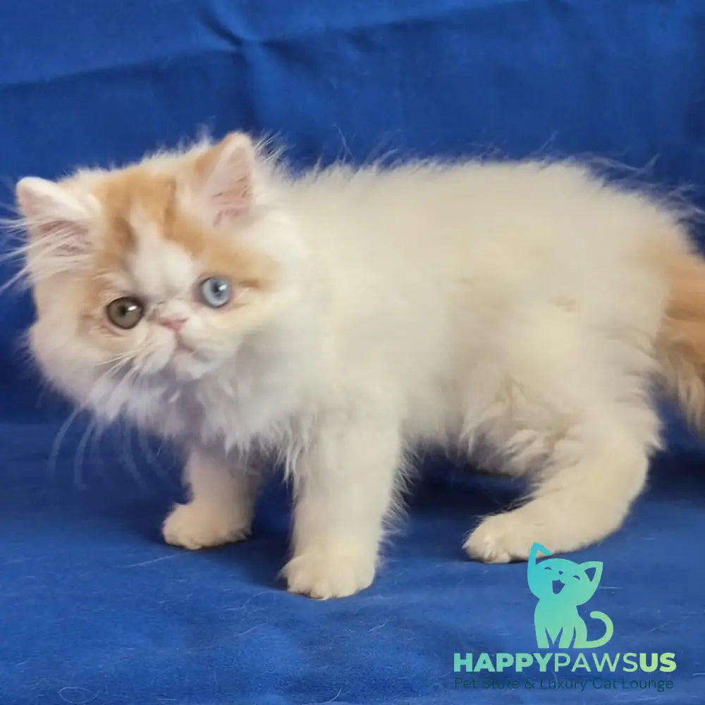 Zelda Persian female red spotted tabby van - live animals