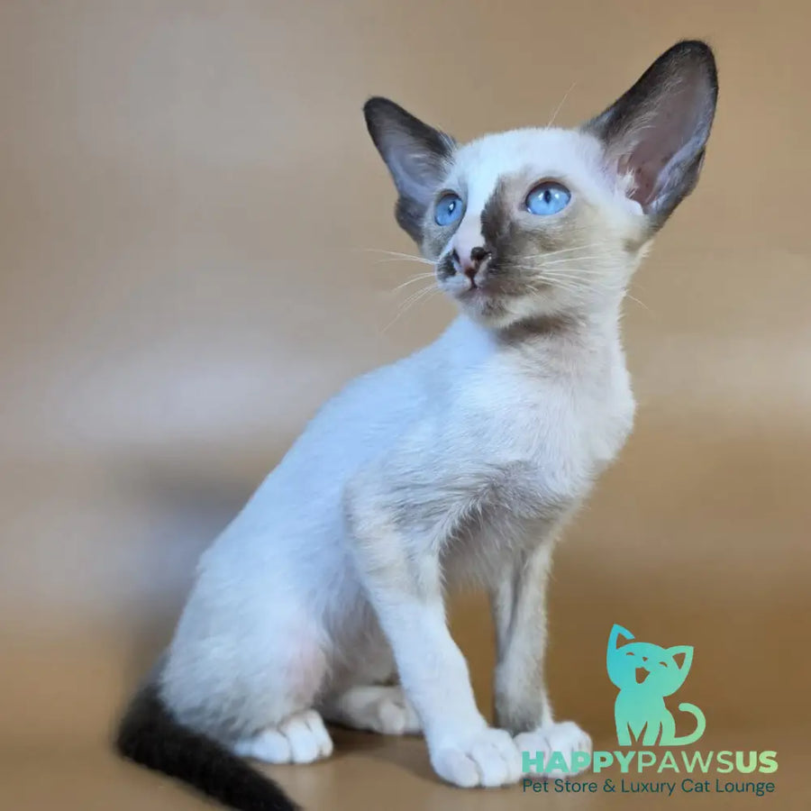 Zelda Siamese female black mitted - live animals