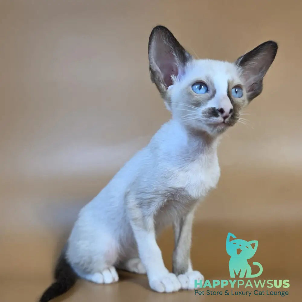 Zelda Siamese female black mitted - live animals