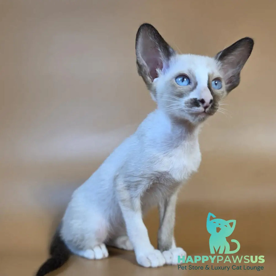 Zelda Siamese female black mitted - live animals