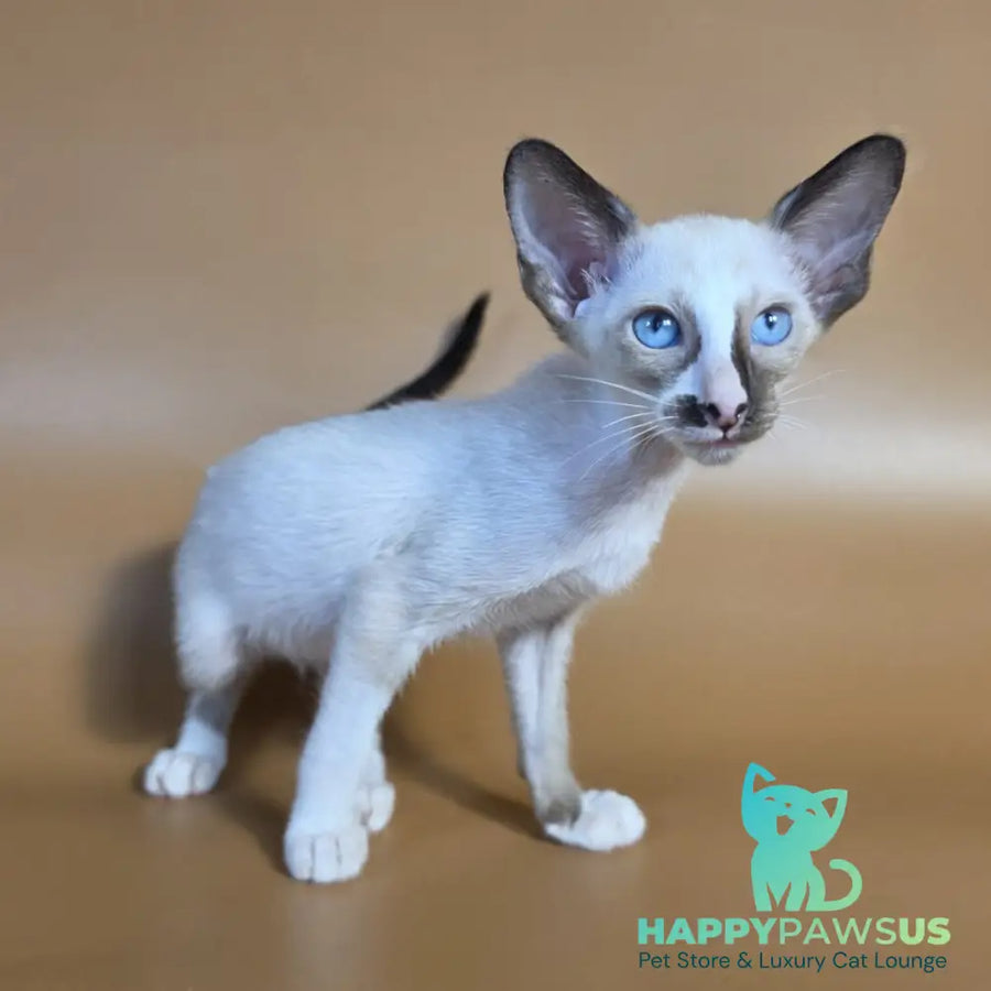 Zelda Siamese female black mitted - live animals