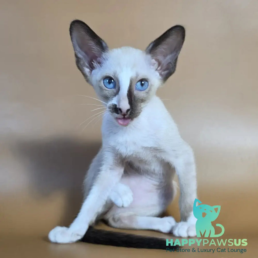 Zelda Siamese female black mitted - live animals