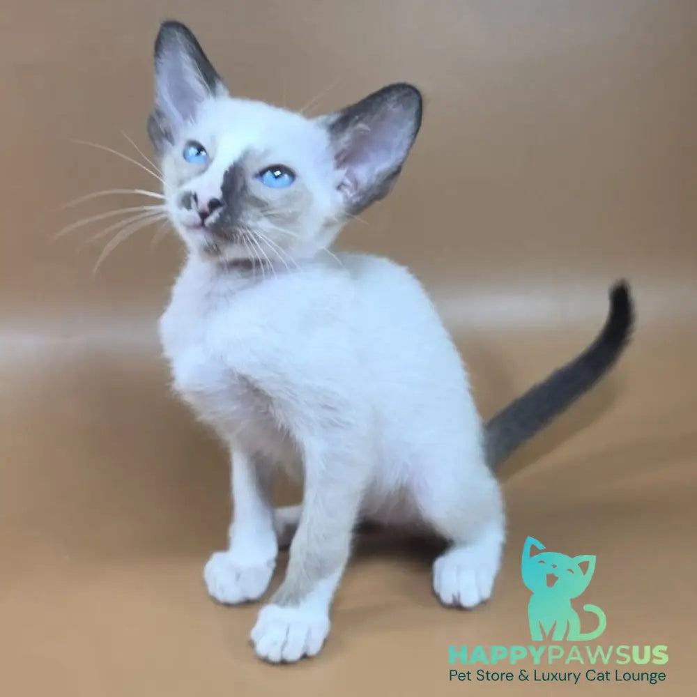 Zelda Siamese female black mitted - live animals