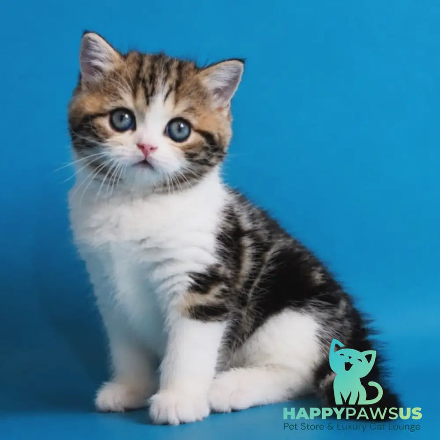 Zelian Scottish Straight male black tabby bicolour - live animals