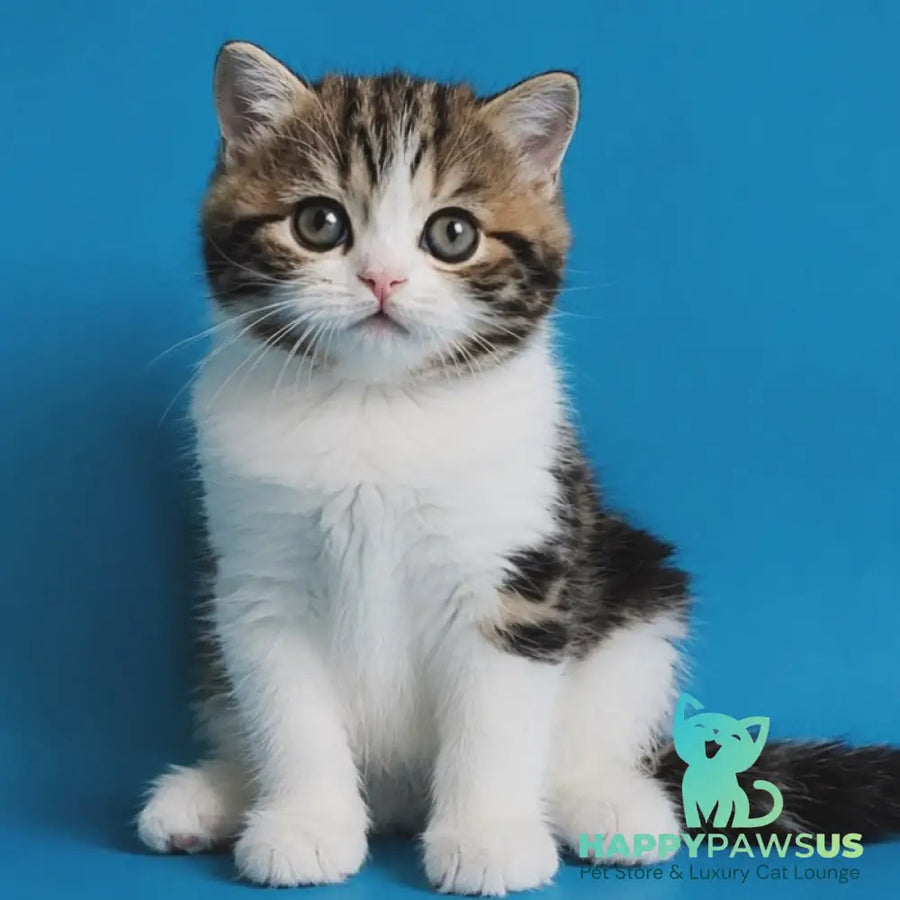 Zelian Scottish Straight male black tabby bicolour - live animals