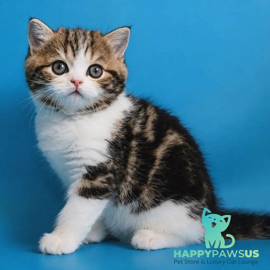 Zelian Scottish Straight male black tabby bicolour - live animals