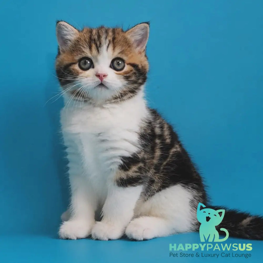 Zelian Scottish Straight male black tabby bicolour - live animals