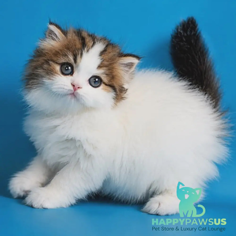 Zelly Scottish Straight female black tabby van - live animals