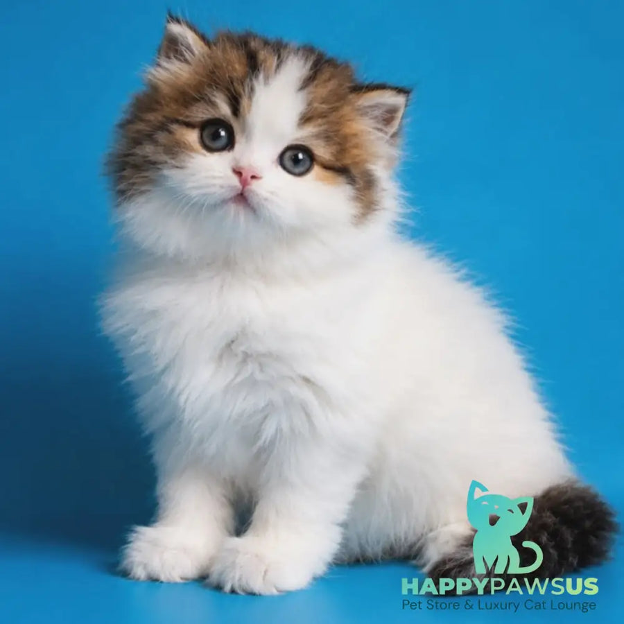 Zelly Scottish Straight female black tabby van - live animals