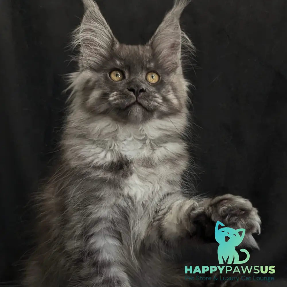 Zembi Maine Coon male black silver - live animals