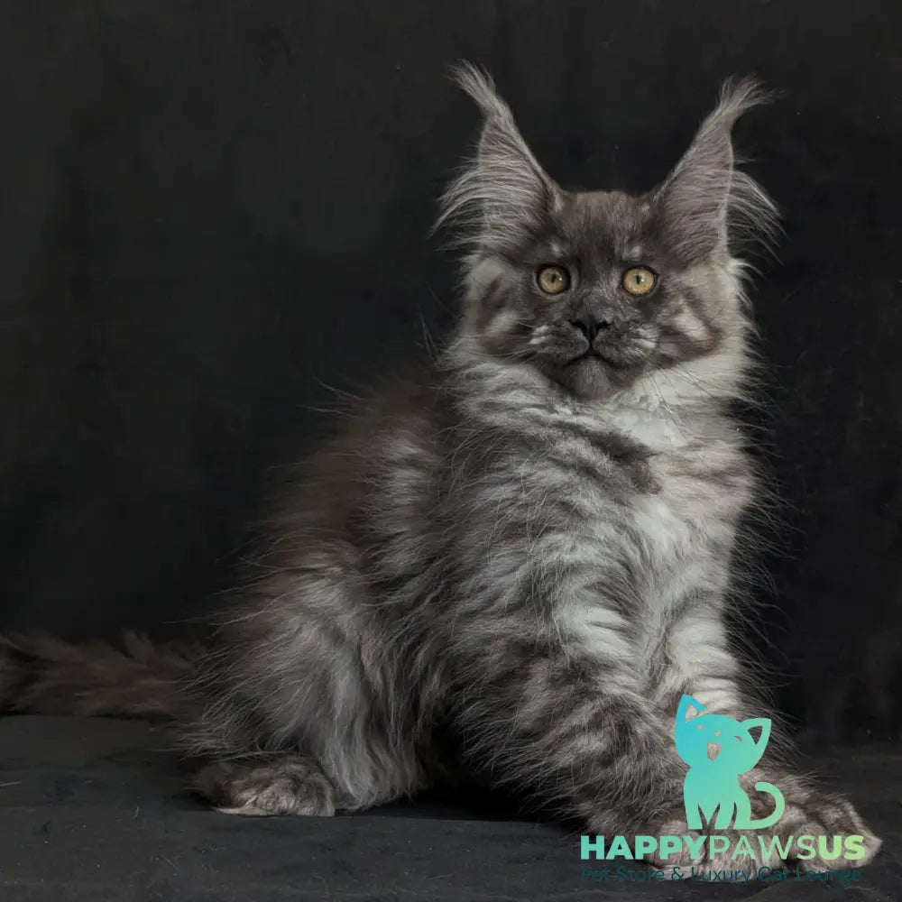 Zembi Maine Coon male black silver - live animals
